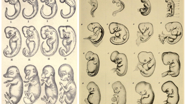 Ernst Haeckel