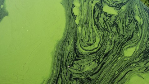 Green algae on a lake