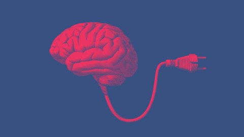human brain