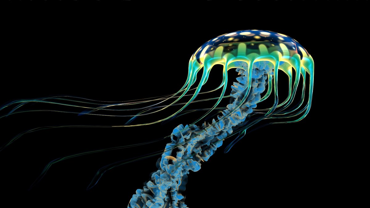 jellyfish