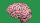Illustration of a human brain in pink tones shown in profile view, set against a solid green background.