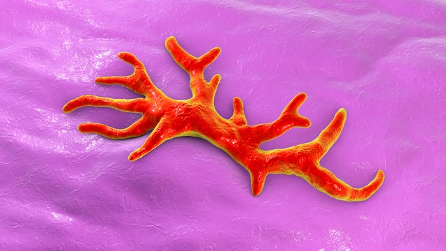 amoeba illustration