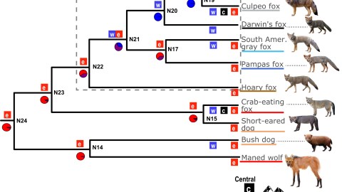 Evolutionary tree of South America's foxes