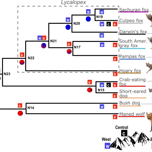 Evolutionary tree of South America's foxes