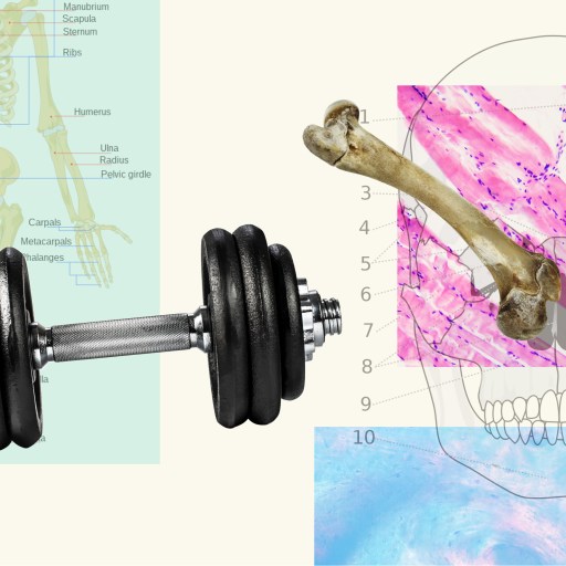 a diagram of a human skeleton and a dumbbell.
