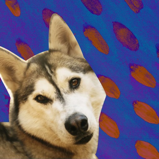 a husky dog with a blue background and orange circles.