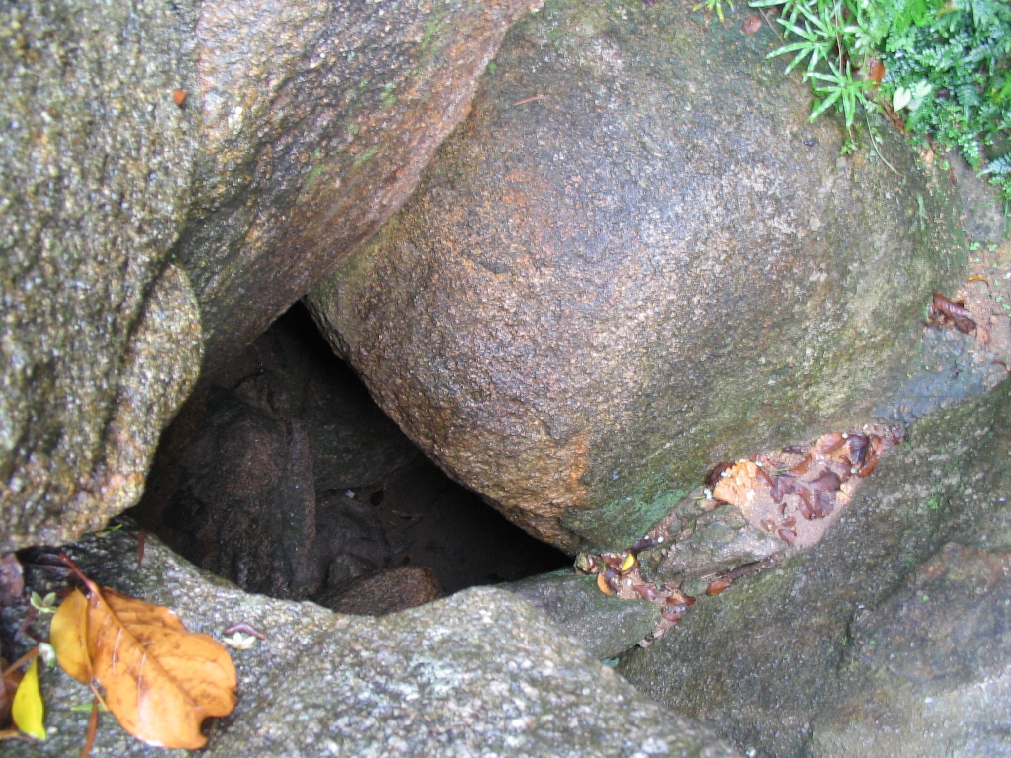 a close up of a rock with a plant growing out of it.