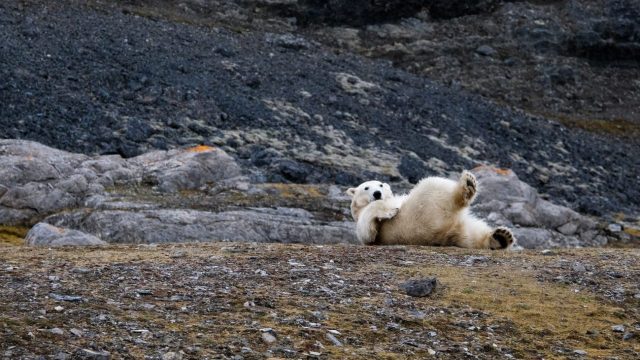 a polar bear rolling around on its back.