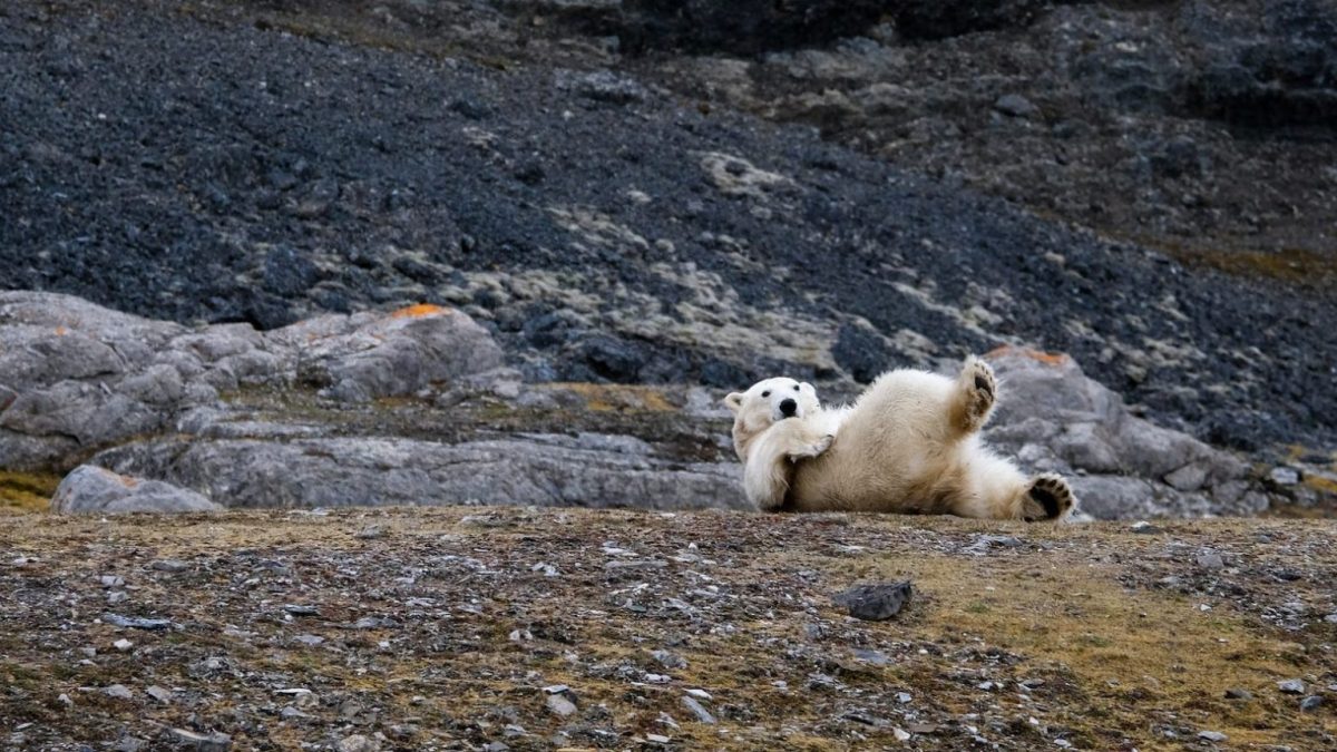 a polar bear rolling around on its back.