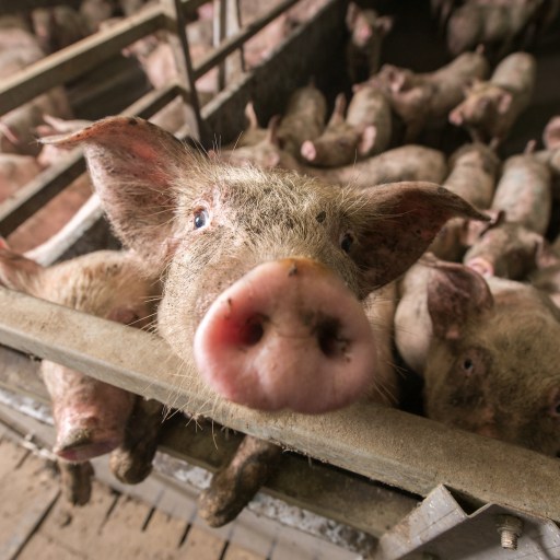 a large group of pigs in a pen.