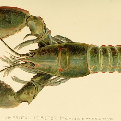 a drawing of a lobster on a white background.