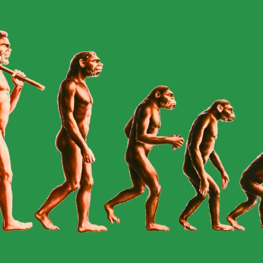 Illustration showing human evolution from an ape-like ancestor on all fours to an upright human holding a spear, against a green background.