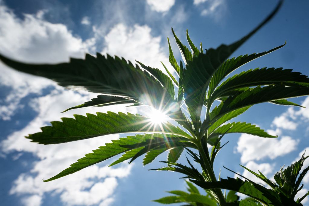 the sun shining through the leaves of a plant.