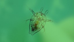 a close up of a fish under water.