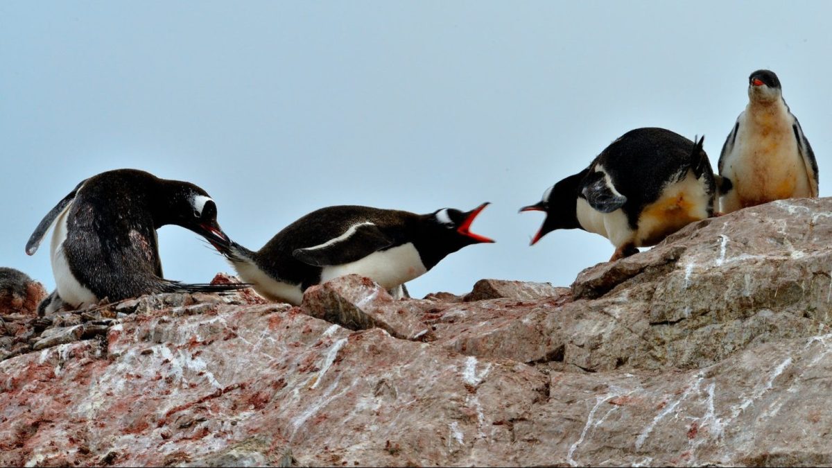 a group of penguins standing on top of a rock.