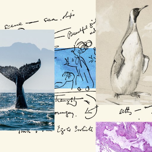 a collage of photos with a whale tail.