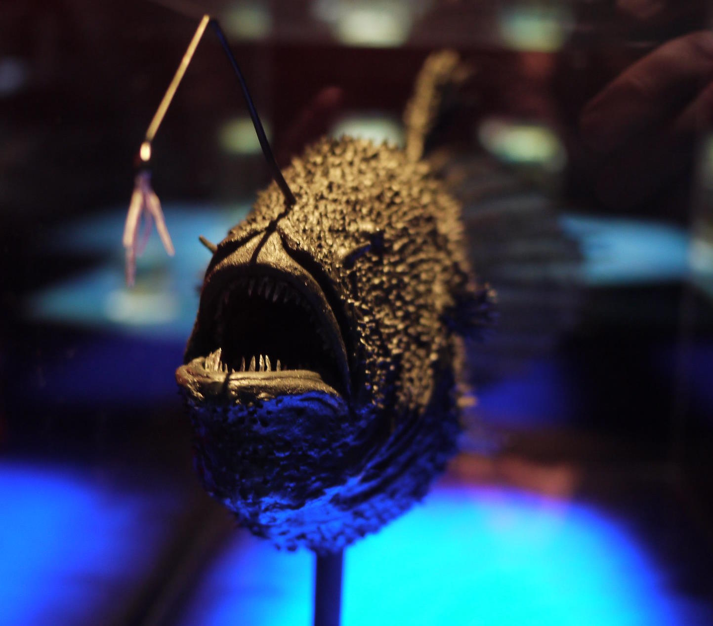 deep sea anglerfish
