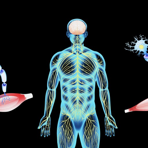 a diagram of the human body and its structures.