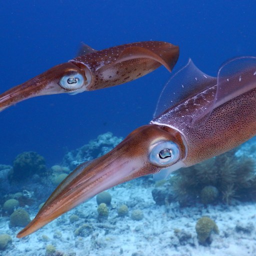 a couple of squid swimming in the ocean.