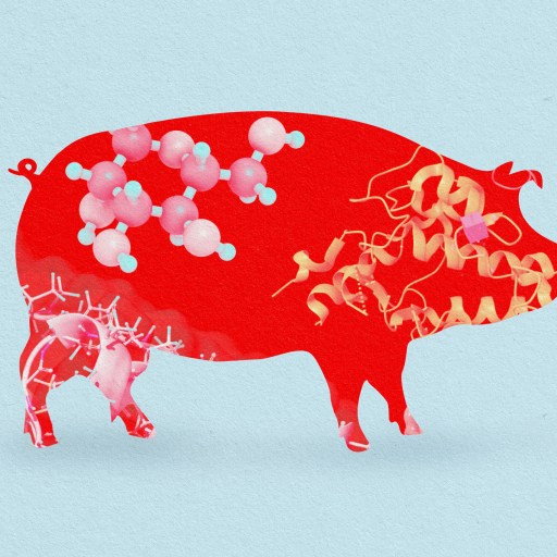 a pig and a baby pig are depicted in this illustration.