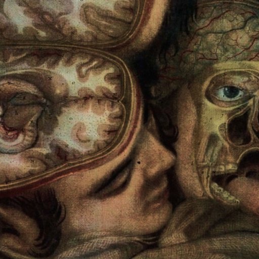 Two detailed anatomical illustrations show human heads: one sliced horizontally to reveal the brain, and the other showing exposed facial muscles, bones, and tissue.