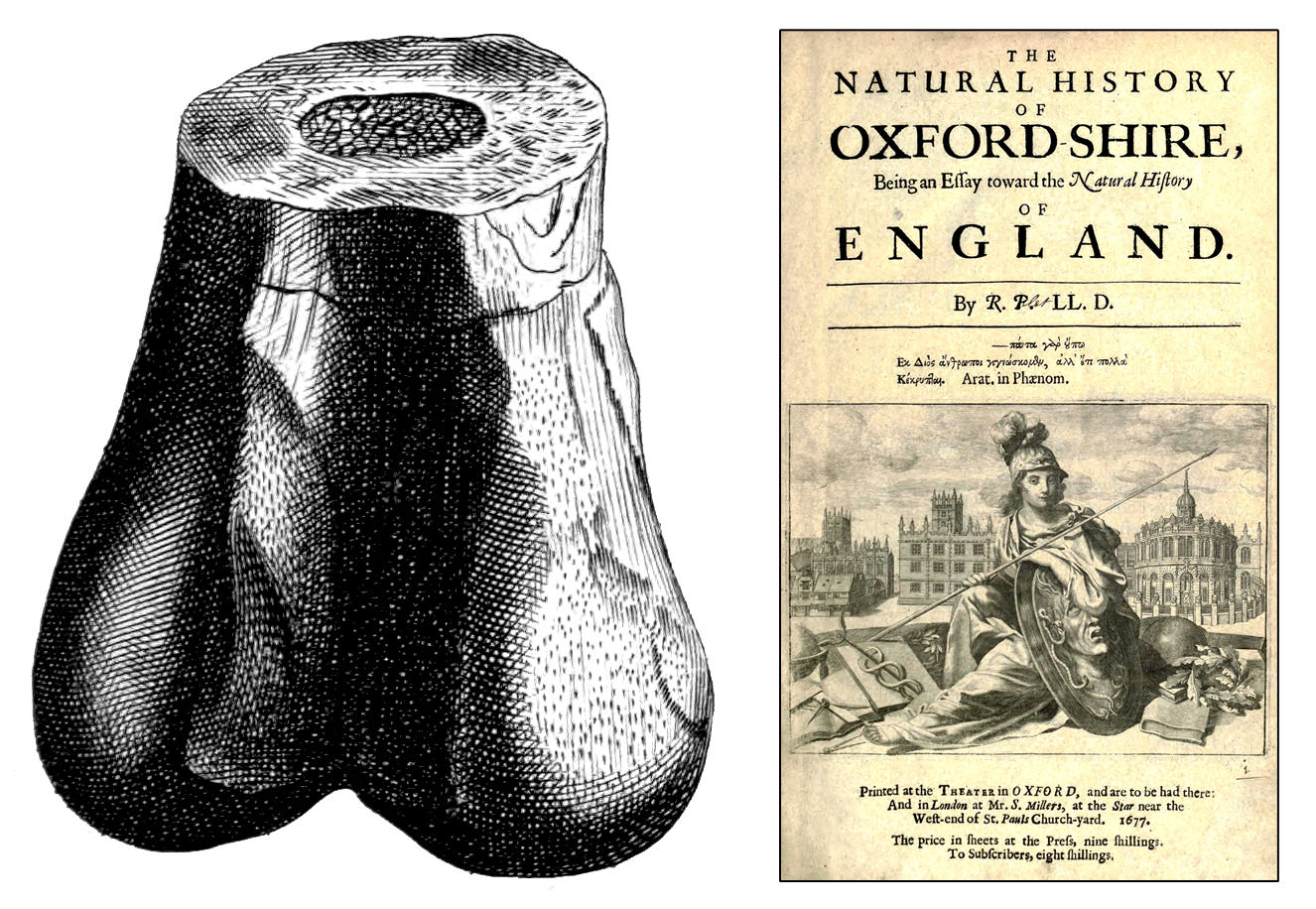 An old book pictured alongside a fragment of fossilized femur.