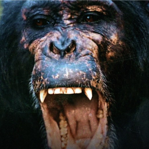 a close up of a monkey with its mouth open.