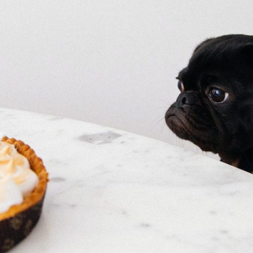 a black pug looking at a pie on a table.