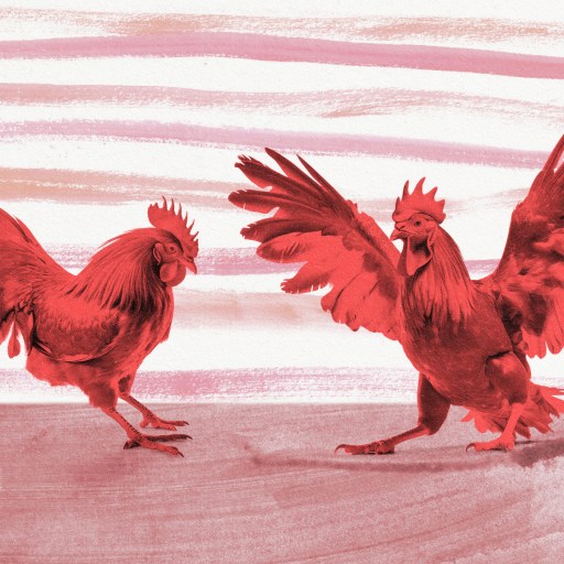 two red roosters with their wings spread.