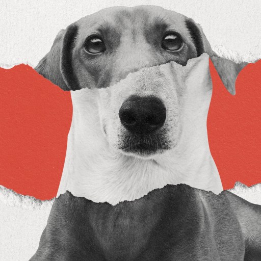 a black and white dog with a red background.