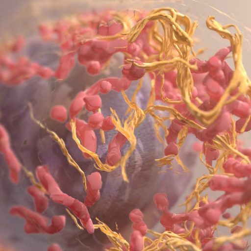 a close up of a blood vessel with blood vessels.