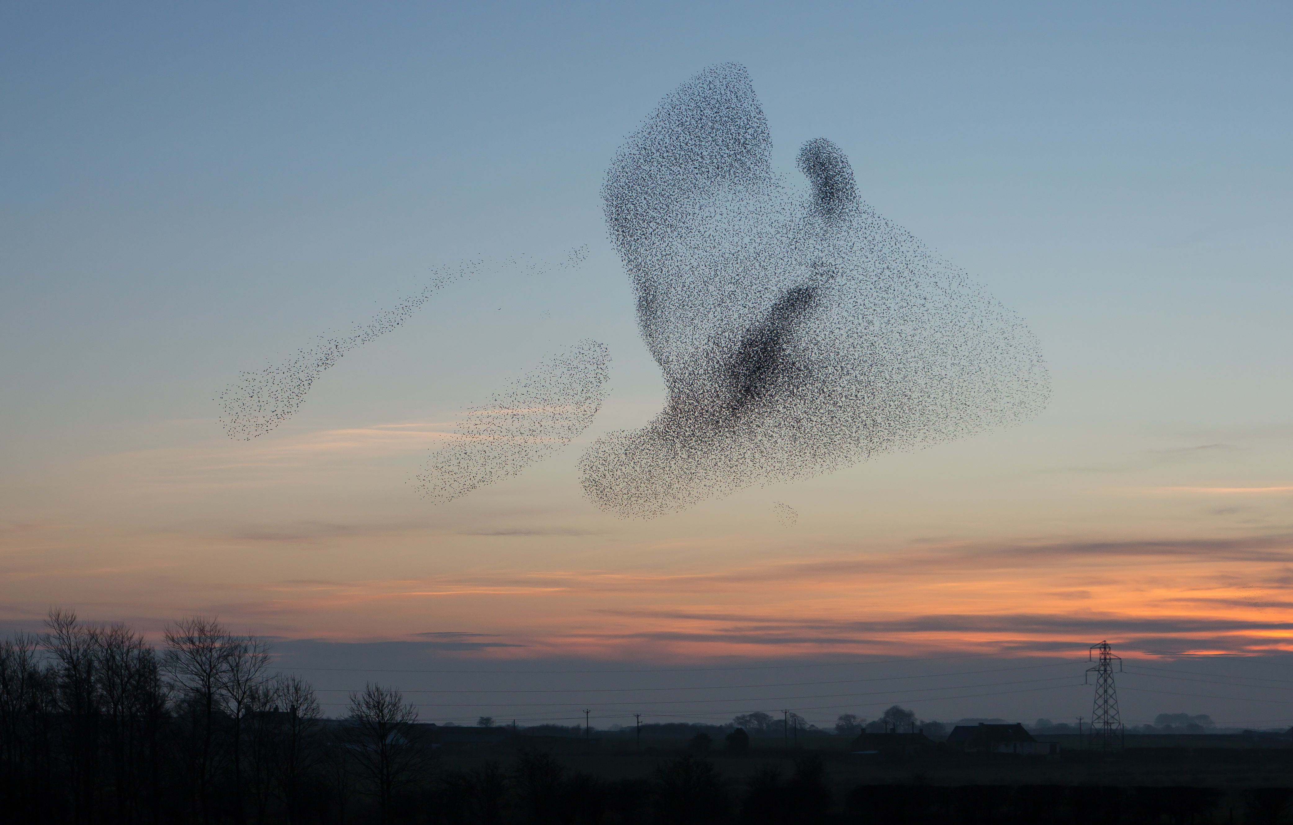 A flock of birds flying in the sky.