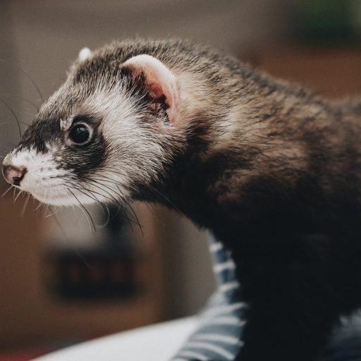 a ferret sitting on top of a blanket in a particle accelerator.