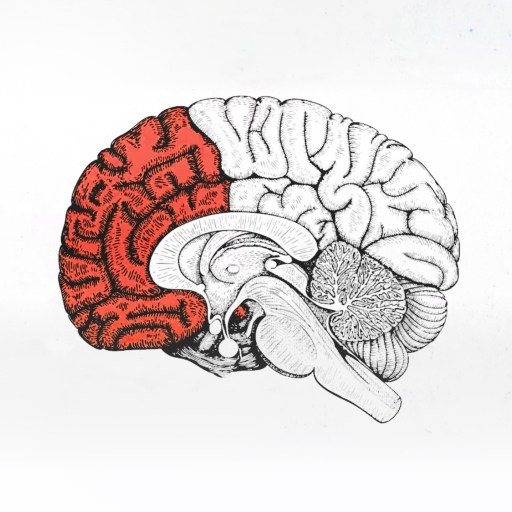 A drawing of a human brain depicting the red section, symbolizing anxiety.