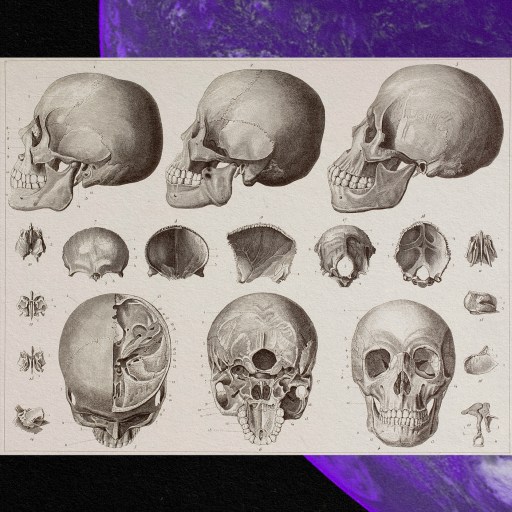 A poster displaying different skulls of other human species on a purple background.