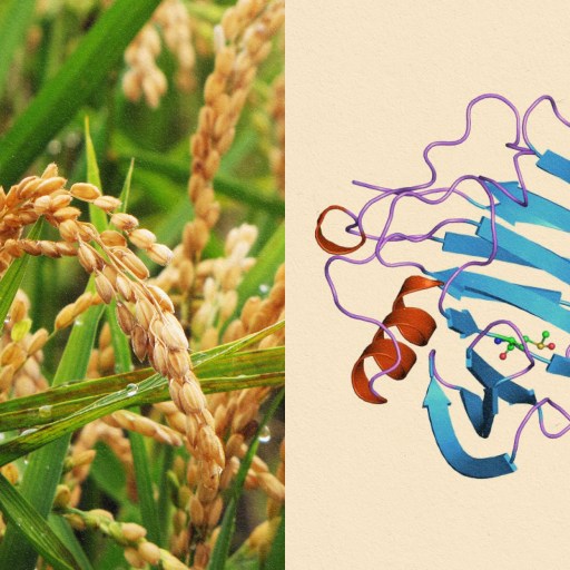 A comparison of two rice plants focusing on their immunity.