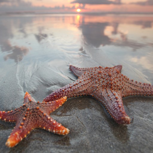 Two starfish on the beach at sunset.