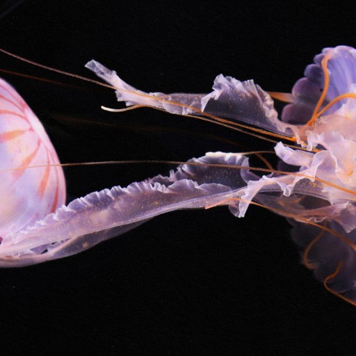 Two enigmatic jellyfish dancing in the dark.