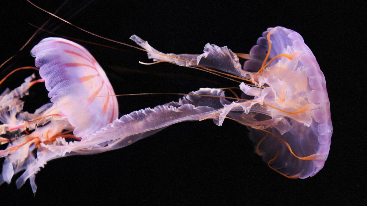 Two enigmatic jellyfish dancing in the dark.