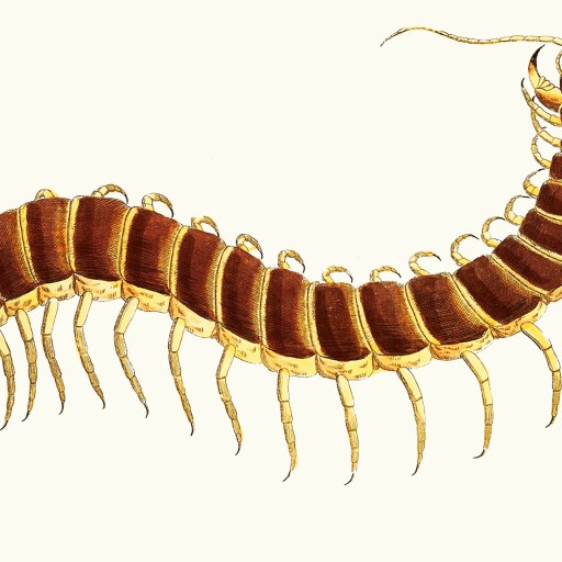 An intricate illustration featuring the centipede's dilemma on a blank white canvas.