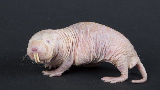 A white rat with long hair standing on a black background.