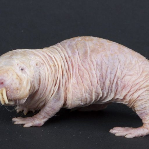 A white rat with long hair standing on a black background.