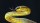 A yellow and black snake with a black background.