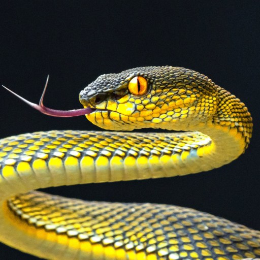 A yellow and black snake with a black background.