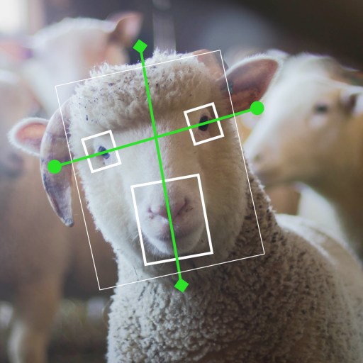 A group of sheep in a barn with a green arrow in front of them.