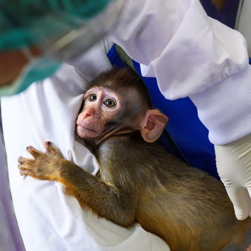 A monkey being held by a person in a lab coat.