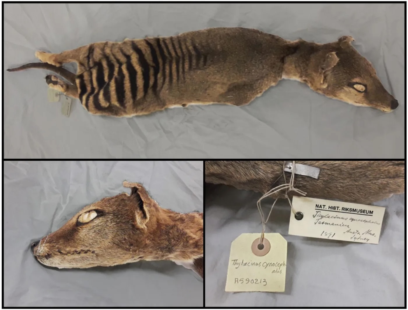 tasmanian tiger