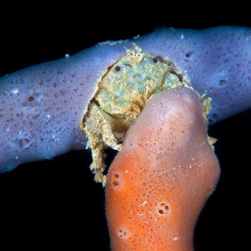 A crab with evolved brain functions.

Note: Keywords "crab" and "brain evolution" were used.