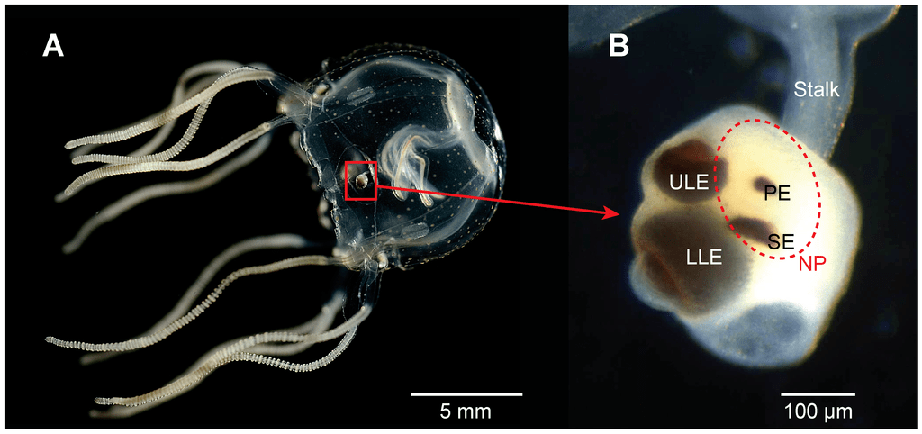 A picture of a jellyfish and a picture of an eel.