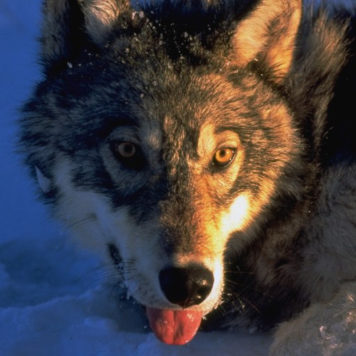 A wolf is laying in the snow with its tongue out.